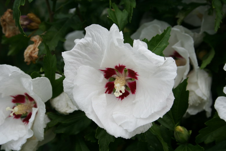 Hibiscus Syriacus "Red Heart"
