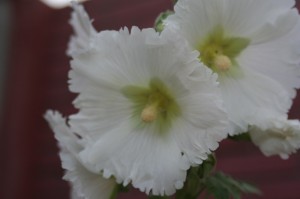 rose trémière blanche