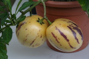 melon-poire