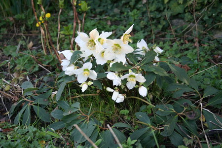 Hellébore blanche